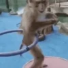 Macaquinhos reagindo 🙈 25