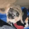 Dançar para ser feliz 15