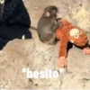 Punch monito 🙈 peluche 🧸 12