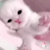 Милые кошки 18