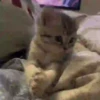 Gatinho Aconchegante