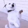 Memes cachorro | dog  12