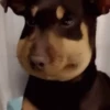 Memes cachorro | dog  8