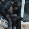 Monos y changuitos 4 🐒🦍🦧 7