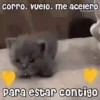 💓🐱Michis Para Tu Amorcito🐱💓 13