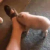 Memes pa su merce 🙈▶️Animados.4 12
