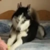 Husky fofinhos 15