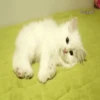 💓🐱Michis Para Tu Amorcito🐱💓 8