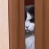 Mas Gatitos Randomcitos 🐾🐱 9