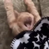 Perros y Gatos memes 🐾🐈🐶🐈‍⬛ 10