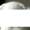 Cat 15