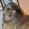 Macaquinhos reagindo 🙈 10