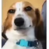 ANIMATED MEMES 6