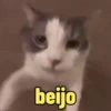 Gatinhos Memes🐈 11