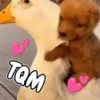 Memes de Animales 🐕🐈 9