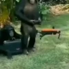 Monos y changuitos 4 🐒🦍🦧 18