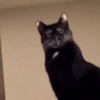Funny animals🐾🐾 12
