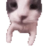 🤎🐱Gatitos🐱🤎 15