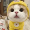 Gatos  7