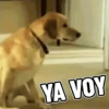 Perritos 🐕 9