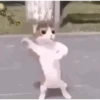 Bailecitos chidos 3👯🥵 11