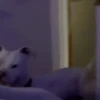 Perros y Gatos memes 🐾🐈🐶🐈‍⬛ 5