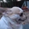 Dilo Con Animales  Vol.1 9