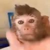 Macaquinhos reagindo 🙈 30