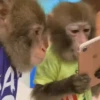 Macaquinhos reagindo 🙈 28