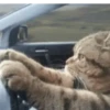 SÓ GATINHOS 🐈 5