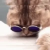 Gatitos pa' tu whatsaap ๏ᴥ๏ 13