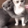 Gatitos Animados 😍✨ 12