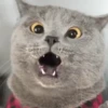 Memes aleatorios 7