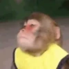 Macacos 6