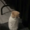 Dilo Con Animales  Vol.1 25