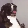 Adesivos engraçados 5
