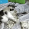 Gatitos Bonitos 13