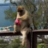 Más Monkys 🐵 5
