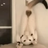 Gatitos Animados Pa Enviar 12