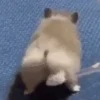 Hamster gifs baixa qualidade  8