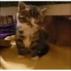 Gatitos random 💥😼 13