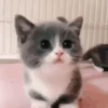 GATINHOS ANIMADOSS 10