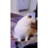 Cat Meme 2025 10