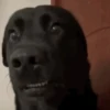 Memes cachorro | dog  9