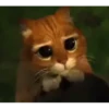 Gatos fofos e engraçados ❤️ 7