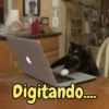 Gatos fofos e engraçados ❤️ 8