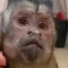 Monos y changuitos 4 🐒🦍🦧 24