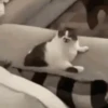 Memes que tienes que tener 24🤣 5