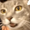 Gif kucing 10