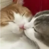 Gatitos Animados Pa Enviar 15